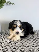 Diego, a male Miniature Aussiedoodle for sale in Sugarcreek, OH – Photo 3 of 4