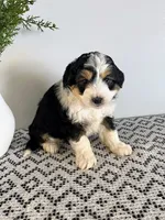 Diego, a male Miniature Aussiedoodle for sale in Sugarcreek, OH – Photo 2 of 4