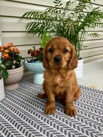 Marley, a female Miniature Golden Retriever for sale in Sugarcreek, OH – 7 of 9