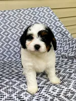 Bella, a female Miniature Aussiedoodle for sale in Sugarcreek, OH – 3 of 9