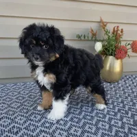 Parker, a male Miniature Aussiedoodle for sale in Sugarcreek, OH – 6 of 10