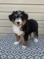 Amber, a female Miniature Aussiedoodle for sale in Sugarcreek, OH – 4 of 10