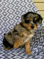 Chloe, a female Miniature Aussiedoodle for sale in Sugarcreek, OH – 2 of 8