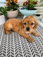 Millie, a female Miniature Golden Retriever for sale in Sugarcreek, OH – 7 of 9