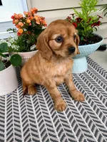 Muffin , a female Miniature Golden Retriever for sale in Sugarcreek, OH – 6 of 8