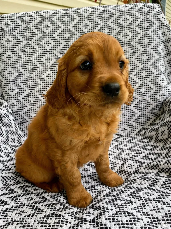 Max – Miniature Golden Retriever puppy for sale in Sugarcreek, OH