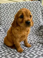Max, a male Miniature Golden Retriever for sale in Sugarcreek, OH – 1 of 7