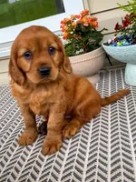 Marley, a female Miniature Golden Retriever for sale in Sugarcreek, OH – 2 of 9