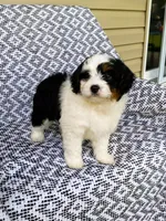 Bella, a female Miniature Aussiedoodle for sale in Sugarcreek, OH – 8 of 9