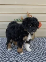 Parker, a male Miniature Aussiedoodle for sale in Sugarcreek, OH – 7 of 10