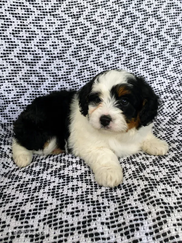Bella – Miniature Aussiedoodle puppy for sale in Sugarcreek, OH