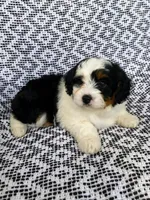 Bella, a female Miniature Aussiedoodle for sale in Sugarcreek, OH – 7 of 9