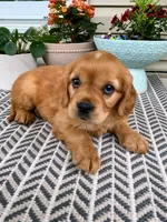 Millie, a female Miniature Golden Retriever for sale in Sugarcreek, OH – 3 of 9