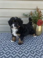 Remi, a female Miniature Aussiedoodle for sale in Sugarcreek, OH – 6 of 9