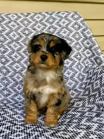 Chloe, a female Miniature Aussiedoodle for sale in Sugarcreek, OH – 6 of 8