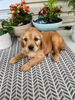 Maggie, a female Miniature Golden Retriever for sale in Sugarcreek, OH – 5 of 7