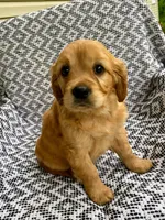 Maggie, a female Miniature Golden Retriever for sale in Sugarcreek, OH – 3 of 7