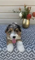 Mickey , a female Miniature Aussiedoodle for sale in Sugarcreek, OH – 5 of 10