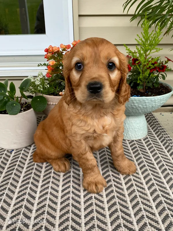 Moose, a male Miniature Golden Retriever for sale in Sugarcreek, OH – 1 of 6