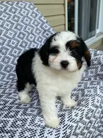 Bella, a female Miniature Aussiedoodle for sale in Sugarcreek, OH – 4 of 9