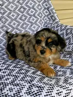 Chloe, a female Miniature Aussiedoodle for sale in Sugarcreek, OH – 5 of 8