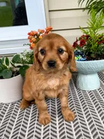 Muffin , a female Miniature Golden Retriever for sale in Sugarcreek, OH – 2 of 8