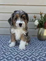 Mickey , a female Miniature Aussiedoodle for sale in Sugarcreek, OH – 2 of 10