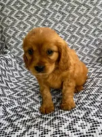 Murphy, a male Miniature Golden Retriever for sale in Sugarcreek, OH – 4 of 6