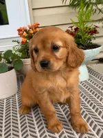 Maple, a female Miniature Golden Retriever for sale in Sugarcreek, OH – 2 of 8
