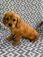 Maple, a female Miniature Golden Retriever for sale in Sugarcreek, OH – 6 of 8