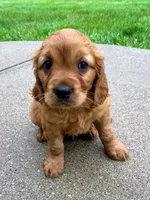 Max, a male Miniature Golden Retriever for sale in Sugarcreek, OH – 3 of 7