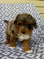 Ozzie, a male Miniature Aussiedoodle for sale in Sugarcreek, OH – 6 of 8