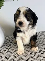 Tucker, a male Miniature Aussiedoodle for sale in Sugarcreek, OH – Photo 3 of 4