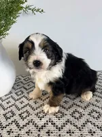 Tucker, a male Miniature Aussiedoodle for sale in Sugarcreek, OH – Photo 2 of 4