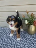 Amber, a female Miniature Aussiedoodle for sale in Sugarcreek, OH – 5 of 10