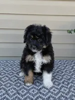 Parker, a male Miniature Aussiedoodle for sale in Sugarcreek, OH – 3 of 10