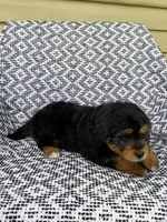 Tabby, a female Miniature Aussiedoodle for sale in Sugarcreek, OH – 7 of 8