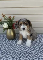 Mickey , a female Miniature Aussiedoodle for sale in Sugarcreek, OH – 1 of 10