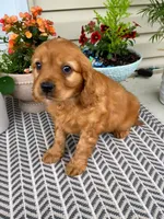 Murphy, a male Miniature Golden Retriever for sale in Sugarcreek, OH – 2 of 6