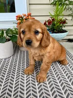 Milo, a male Miniature Golden Retriever for sale in Sugarcreek, OH – 2 of 8