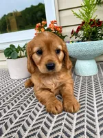 Milo, a male Miniature Golden Retriever for sale in Sugarcreek, OH – 6 of 8