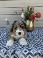 Mickey , a female Miniature Aussiedoodle for sale in Sugarcreek, OH – 3 of 10