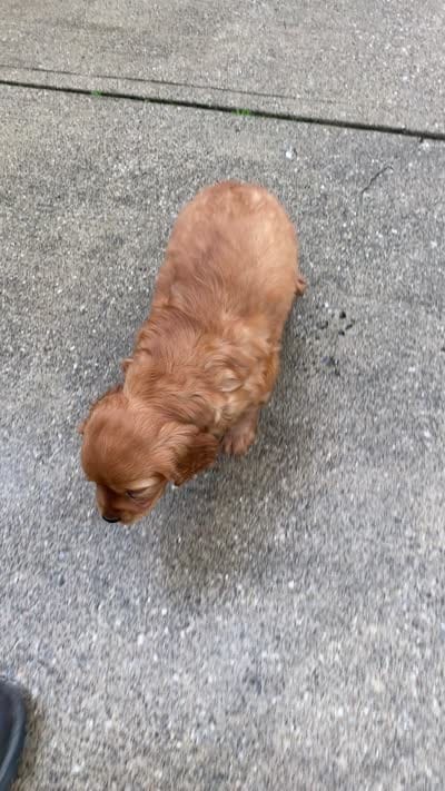 Max, a male Miniature Golden Retriever for sale in Sugarcreek, OH – 7 of 7