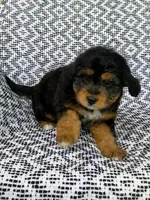 Tabby, a female Miniature Aussiedoodle for sale in Sugarcreek, OH – 4 of 8