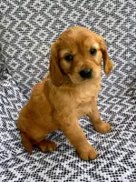 Milo, a male Miniature Golden Retriever for sale in Sugarcreek, OH – 4 of 8