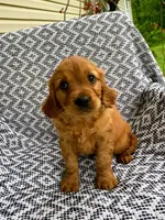 Max, a male Miniature Golden Retriever for sale in Sugarcreek, OH – 5 of 7