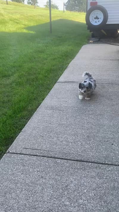 Dexter , a male Miniature Aussiedoodle for sale in Sugarcreek, OH – 8 of 9