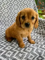 Maple, a female Miniature Golden Retriever for sale in Sugarcreek, OH – 5 of 8