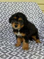 Tabby, a female Miniature Aussiedoodle for sale in Sugarcreek, OH – 6 of 8