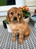 Muffin , a female Miniature Golden Retriever for sale in Sugarcreek, OH – 1 of 8